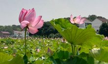 怒放在心中的花