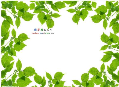 叶子进入我的视线