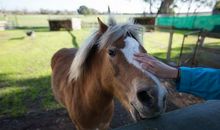 近距离地看动物