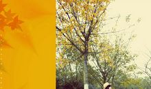 春天最后一片落叶