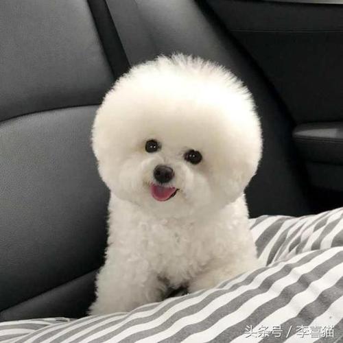 我的小狗棉花糖