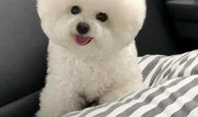 我的小狗棉花糖