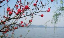 悠悠桃花，故事不断