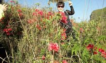 热情奔放的映山红