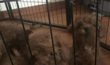 我家来了个“小贵宾”