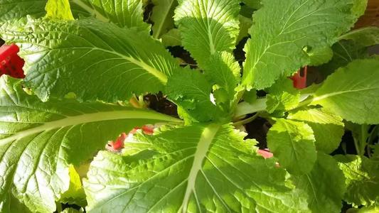 我家是一个小植物园