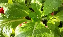 我家是个小小植物园