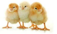 小鸡雏