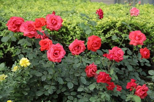 那些花