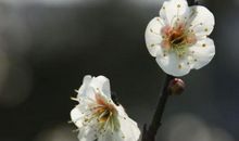 一个明媚的下午