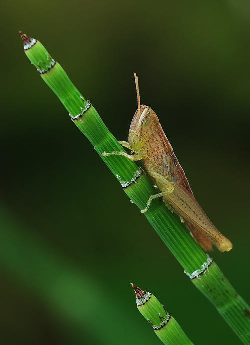 蚱Observation观察