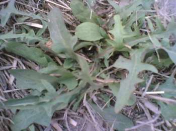 冬季假期的乐趣：挖野菜