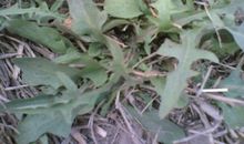 寒假趣事之挖野菜