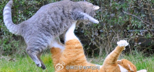 很难与猫和狗在家里相处