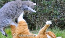 家有猫狗难相处