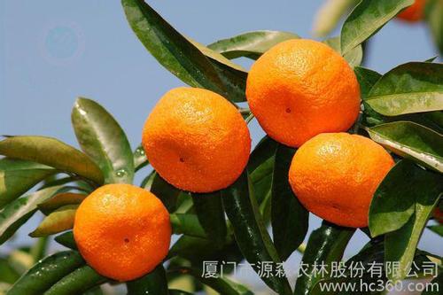 家乡橘甜
