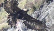 请相信羔羊的力量