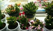 我要像花芽儿一样成长