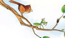 “螳螂捕蝉，黄雀在后”