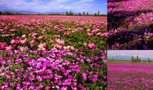 这一路盛开的花儿