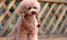 第一次到毛毛家玩