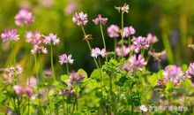 最是那初放的安详