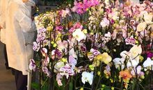 最美的成功之花