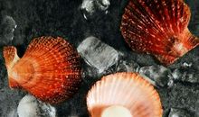 不曾谋面的客人