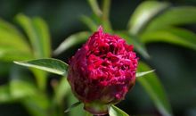 一枝梅花独秀开