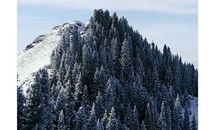 怀念那欢笑的日子