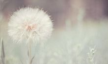 蒲公英小朵流浪记