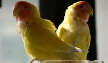 我心爱的小鹦鹉死了