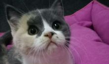 我的动物娘子军