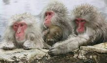 令人难以忘怀的猴子林