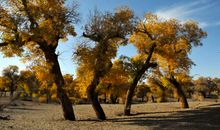 沙漠英雄树——胡杨