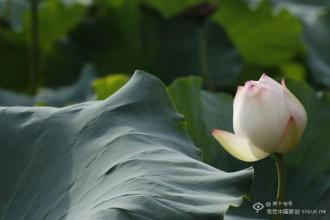 一朵小花盛开在记忆中
