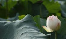 盛开在记忆深处的一朵小花