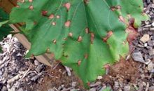 速生植物与人类的健康