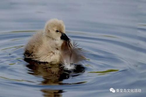 如果我能成为天鹅