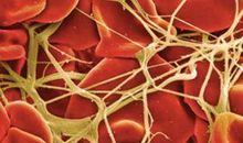 可爱的“子弹”