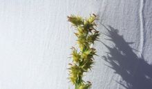 捉拿“小刺球”