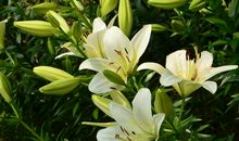 用心倾听无言的人生