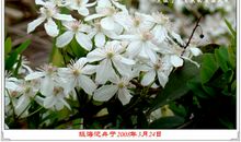 不起眼的小生命