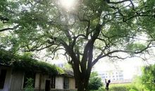 记忆转角处的那颗香樟