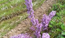 不让热砂枯芳华