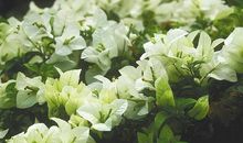 茂盛在心头的花