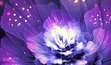 那朵独一无二的花