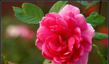 心中有一朵不败的花