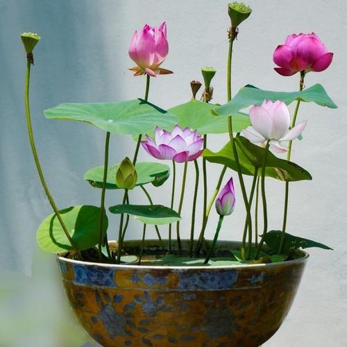 我的水长出莲花