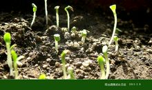 请相信种子的力量